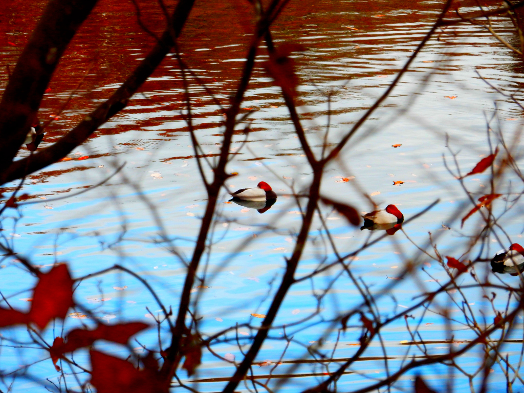 鴨安心モード