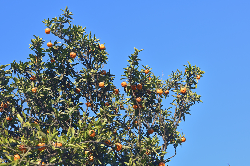 Vitamin C-ing is Believing