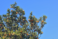 Vitamin C-ing is Believing