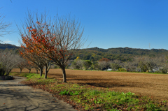 晩秋の里山２