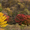 山中紅葉１０