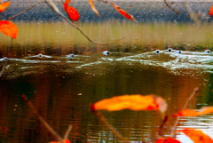 鴨警戒モード