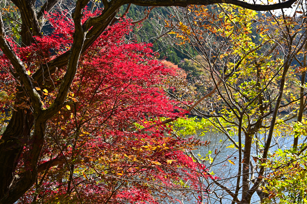 深山湖紅葉3