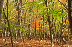 秋の雑木林４