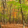 秋の雑木林４