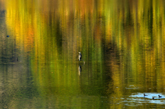 深山湖のカワウ