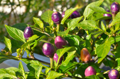 Ornamental chili peppers