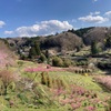 春山の風景