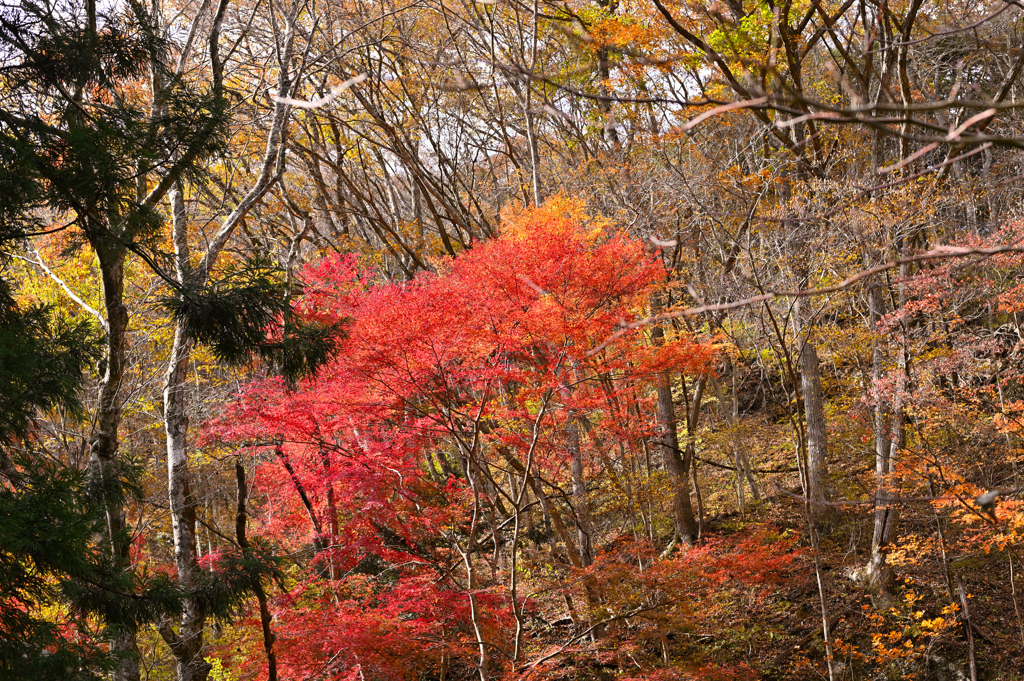 山中紅葉8