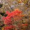 山中紅葉8