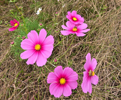 蜂と秋桜