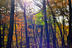 秋の雑木林１