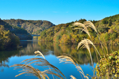 晩秋の深山湖と鴨