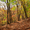秋の雑木林２
