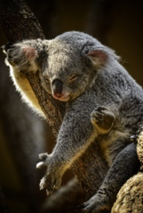 zzz