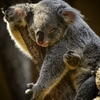 zzz