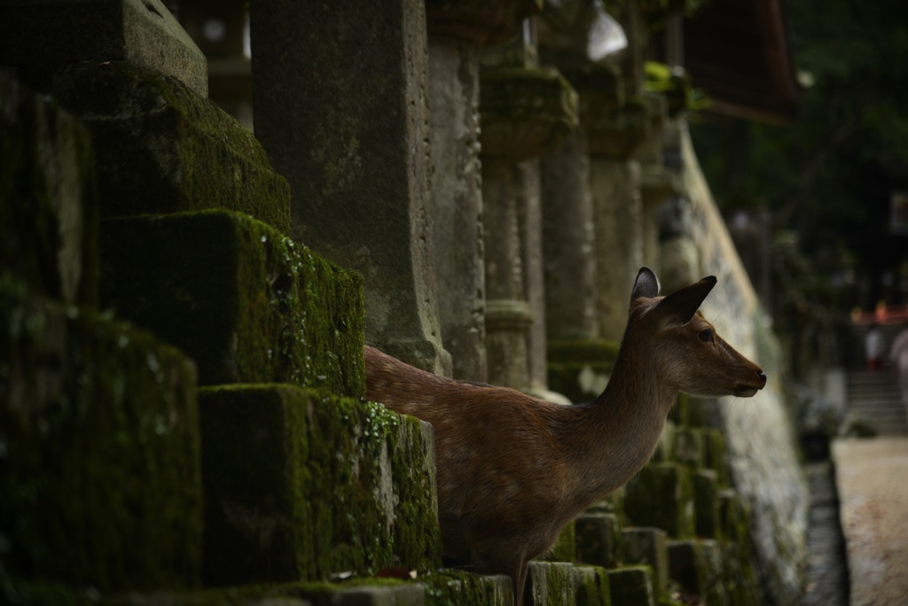頭隠さず尻隠す