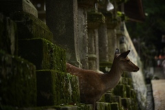 頭隠さず尻隠す
