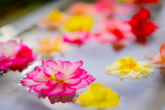 水上の花舞