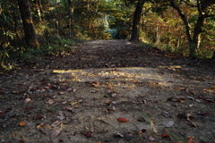 夕暮れ時の自然歩道