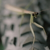 ウルトラダイナミコの上で