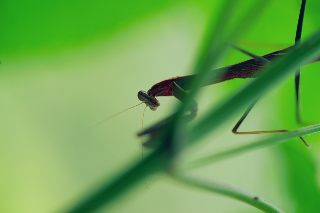 カマキリ
