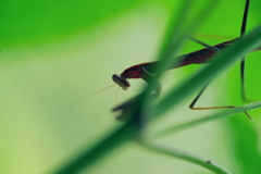 カマキリ