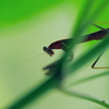 カマキリ
