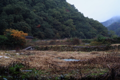 裏の山と休耕田