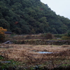 裏の山と休耕田