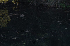 秋の池に浮く