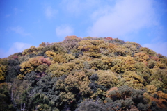 裏の山も色づく