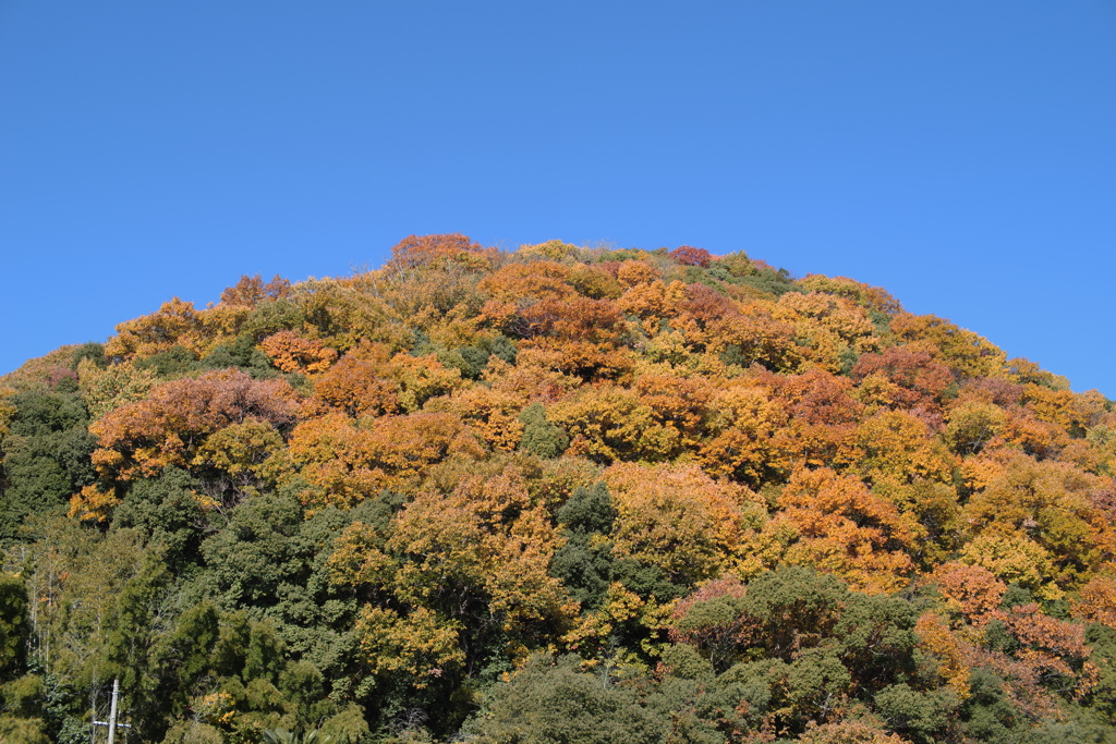 裏の山もっと色づく