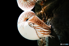 Mirrored Nautilus