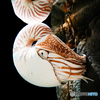 Mirrored Nautilus