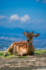 "木陰でウトウトひと休み"