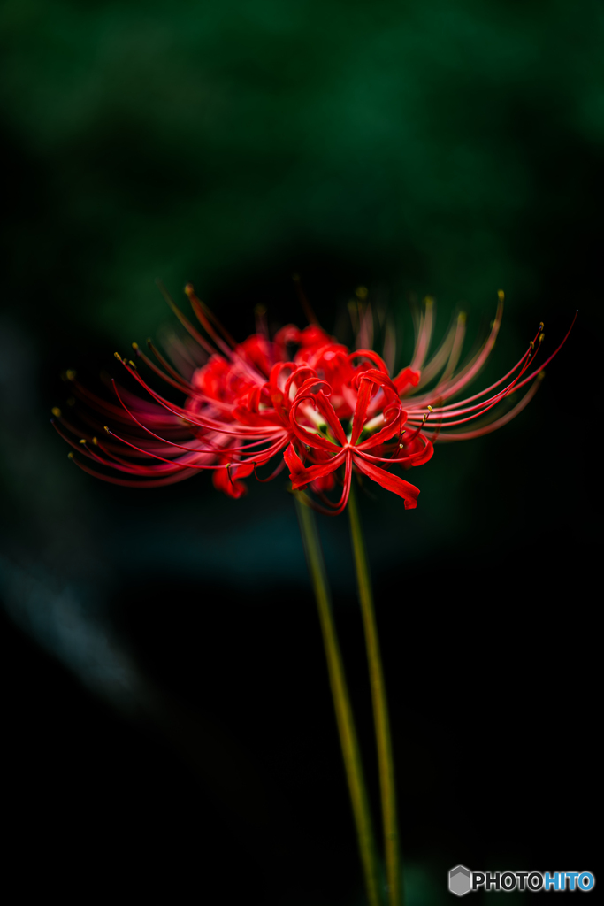 "二輪の赫華"