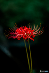 "二輪の赫華"
