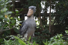 ハシビロコウ