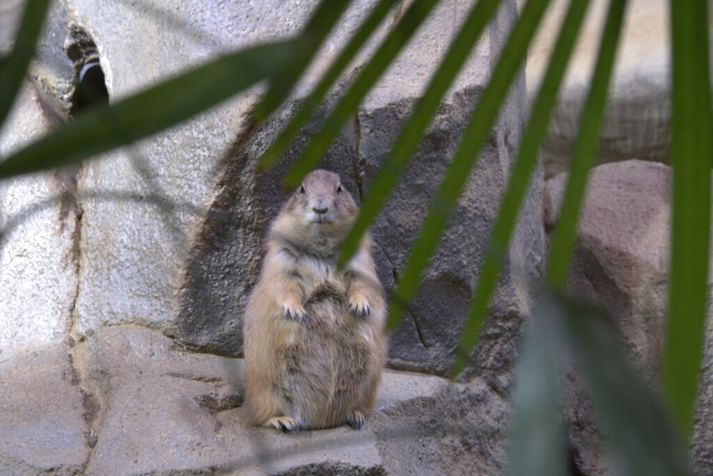 プレーリードッグ