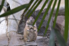 プレーリードッグ