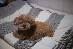 モフモフ