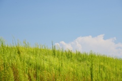 夏
