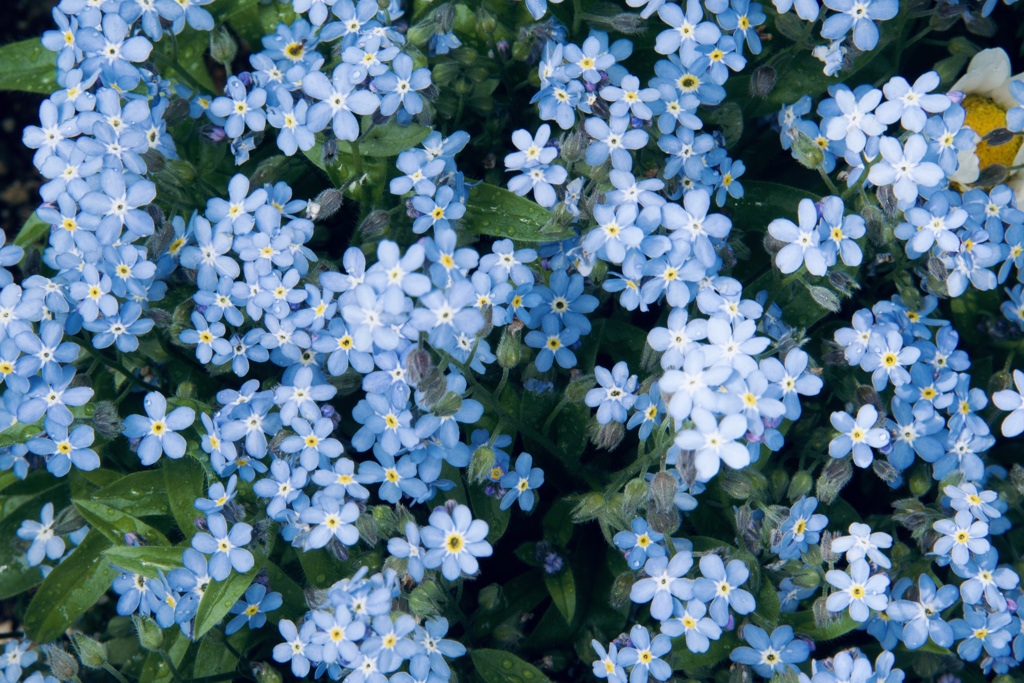 勿忘草