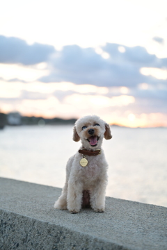 愛犬