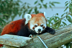 レッサーパンダ