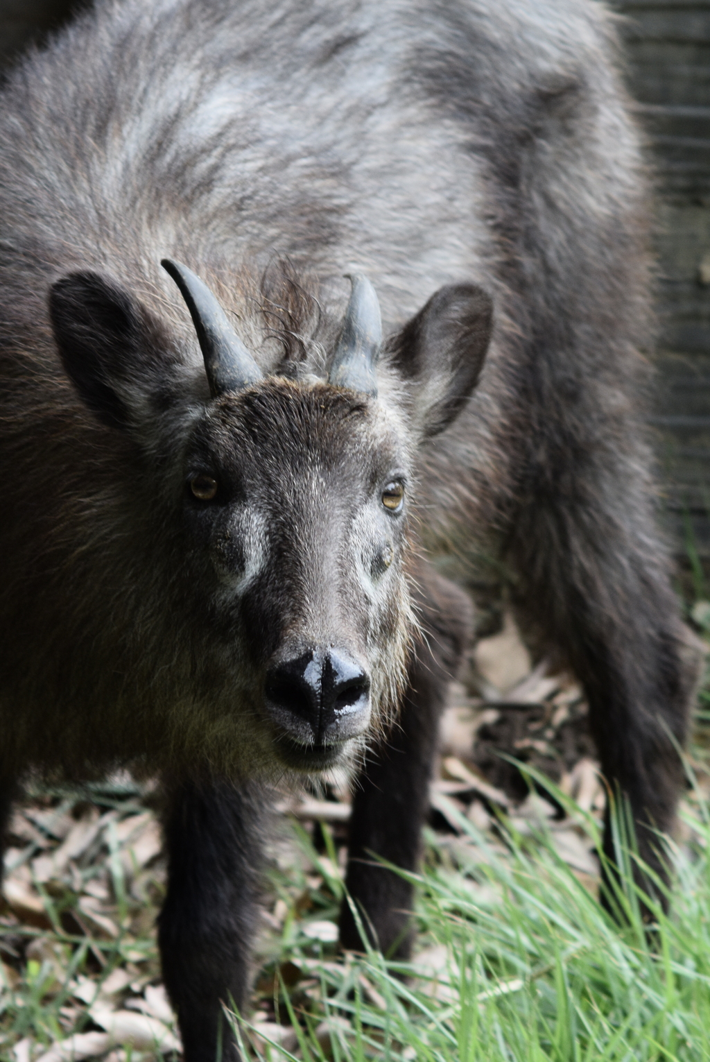 上野動物園の鹿さん