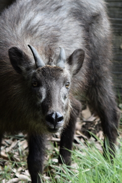 上野動物園の鹿さん