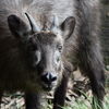 上野動物園の鹿さん