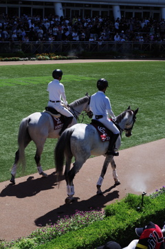 中山競馬場の誘導馬さん